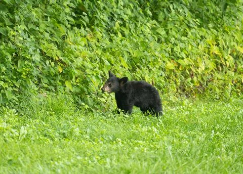 Black bear cub Stock-Fotos