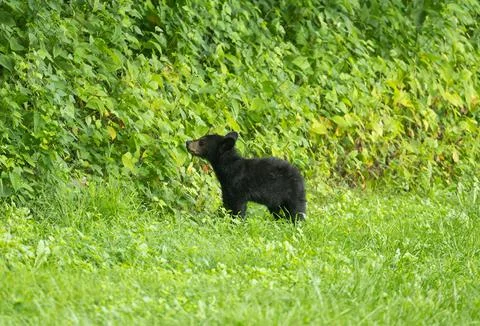 Black bear cub Stock-Fotos