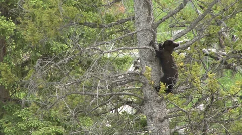 BLACK BEAR CUB REACHES BOTTOM OF TREE Video stock 27559205