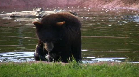 Black Bear Cub Shaking 库存影片 87812