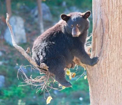 Black Bear Cub Sitting in a Tree and Looking at the Camera Stock Photos
