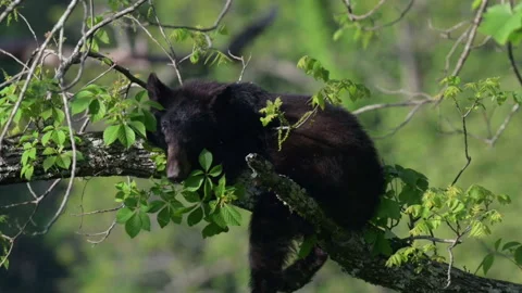 Black Bear Cub sleeping in a tree in Great Smoky Mountains National Park, TN Video stock 246103251