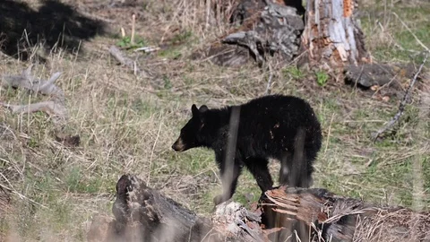A black bear cub stands on a dead tree, walks down the log and jumps off Stock Footage 116125295