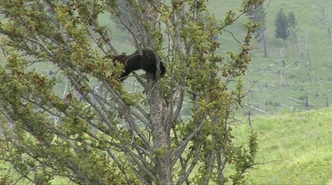 BLACK BEAR CUB STARTS DOWN TREE Video stock 27539160
