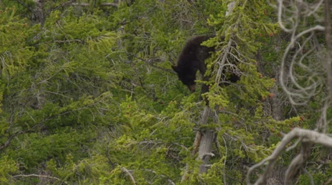 Black bear cub in top of pine tree peers down below Stock Footage 62892631