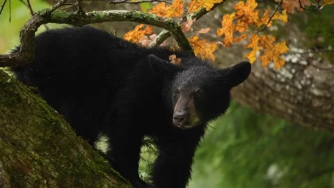 Black Bear Cub in tree Stock Footage 253135187