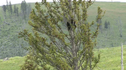BLACK BEAR CUB IN TREE TOP Video stock 27539322