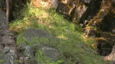 Black bear cub twins Video stock 339131