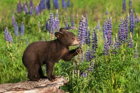 Black Bear Cub (Ursus americanus) Grabs Lupine Stalk to Sniff Summer Stock Photos