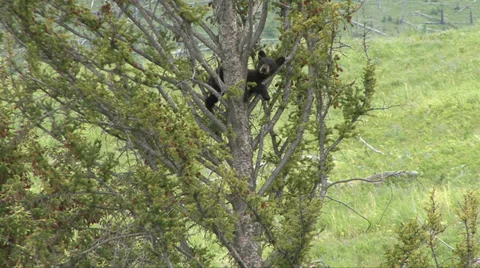 BLACK BEAR CUB USES NECK Video stock 27552908