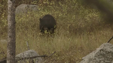 Black Bear Cub Walks Towards Mother Yellowstone National Park Stock Footage 122223577