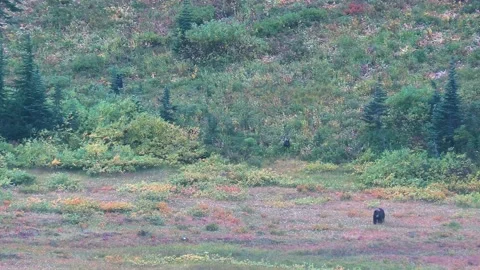 Black bear cubs and mama bear in fall foliage Stock Footage 217782891