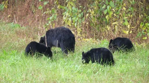 Black Bear cubs Stock-Footage 253490486