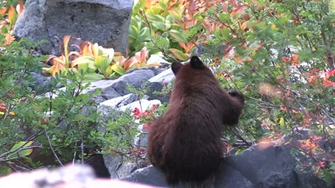 Black bear cubs foraging berries Stock Footage 217786640