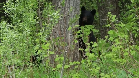 Black Bear cubs hiding behind tree 스톡 동영상 79318698