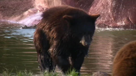 Black Bear Cubs Playing Stock Footage 87857