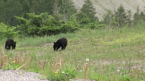 Black Bear Cubs Playing in Spring Stock Footage 32184737
