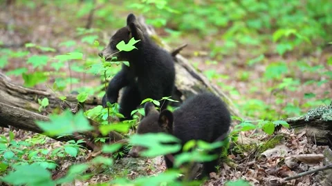 Black bear cubs playing standing up in the forest under their mother's Video stock 285397816