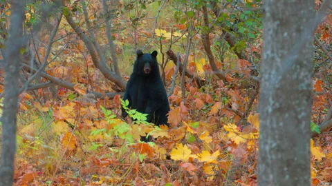 Black Bear with cubs stands up to protect her cubs Video stock 301363082