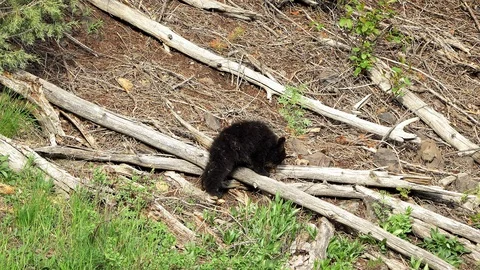 Black bear cubs wandering over tree branches on hillside Stock Footage 90535983