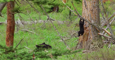 Black Bear Cubs Yellowstone NP Vidéo 180923670