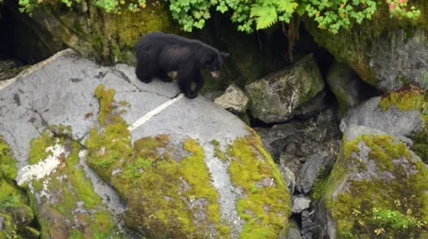 A black bear descends rocks, pan down to another fishing black bear below Stock Footage