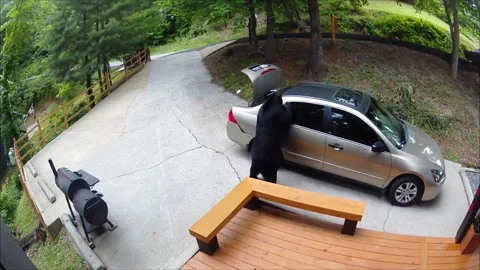 Black Bear Digs Through Unlocked Trunk, Gatlinburg, Tennessee, USA - 13 Jun 2025 Stock Footage 311656812