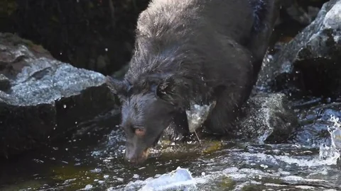 A black bear dives into a river and snatches a salmon out right away Stock Footage 83663411