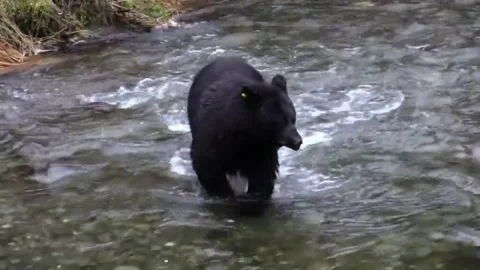  black bear does not succeed in catching fish in river water American blak bear Stock Footage 220749778