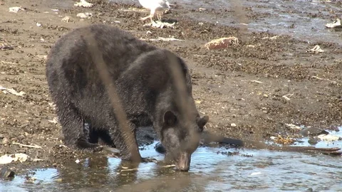 Black Bear drinking water Stock Footage 85534199