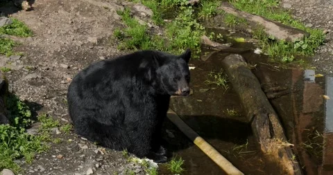 Black Bear drinking water from a pond, Alaska. Video stock 332761629