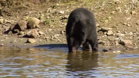 Black bear drinking water from the river in Ketchikan, Alaska. 스톡 동영상 137571387