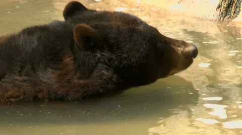 Black Bear Drinks Water 스톡 동영상 24925823