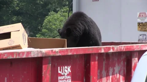 Black Bear in Dumpster (HD) c Stock Footage 7744300