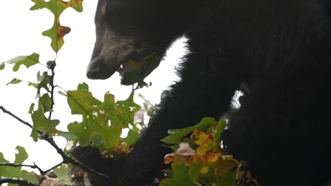 Black Bear eating Acorns Stock Footage 253135249