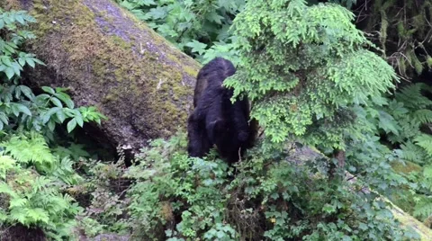 Black bear eating berries in Alaska Stock Footage