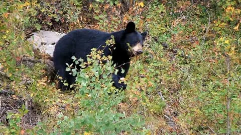 Black bear eating berries Stock Footage 10749077