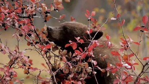 Black Bear Eating Berries Stock Footage