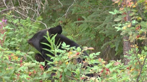 Black bear eating berries Stock Footage 237508758