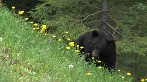 Black Bear Eating Dandelions in Spring Stock Footage 32184712