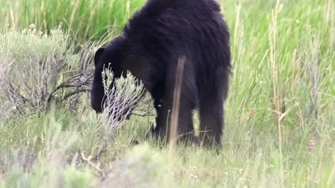 Black Bear | Eating | Digging | HD Footage Video stock 189036494