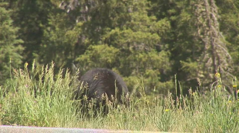 Black bear eating Video stock 82750