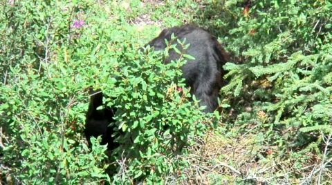 Black bear eating Stock Footage 284069
