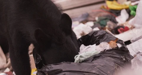 Black bear eating garbage from the dumping ground Stock Footage 109544192