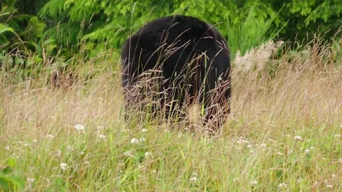 Black Bear Eating Grass in a Field 스톡 동영상 72871909