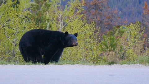 Black bear eating grass Stock Footage 108708628