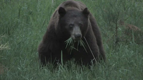 Black Bear eating grass in a meadow at Yosemite National Park 스톡 동영상 37586090