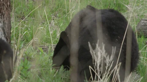 Black bear eating grass on a mountainside. Video stock 60951840
