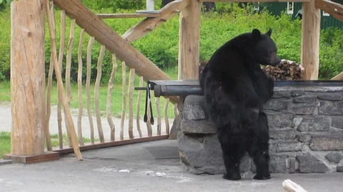 Black Bear Eating from Grill, Faces Camera and Licks Its Lips, Alaskan Lodge Stock Footage 110759453
