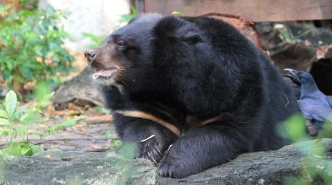 Black Bear Eating Leaves Stock Footage 48166099
